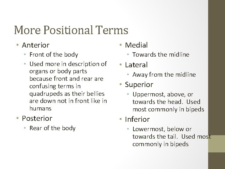 More Positional Terms • Anterior • Front of the body • Used more in