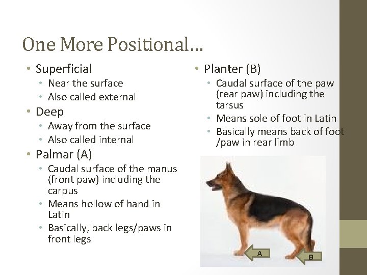 One More Positional… • Superficial • Near the surface • Also called external •