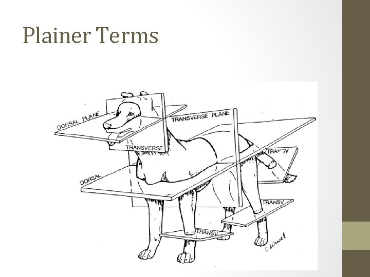 Plainer Terms 