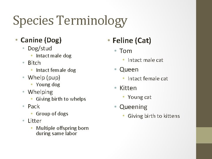 Species Terminology • Canine (Dog) • Dog/stud • Intact male dog • Bitch •