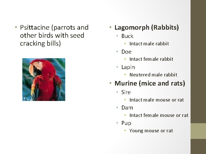  • Psittacine (parrots and other birds with seed cracking bills) • Lagomorph (Rabbits)