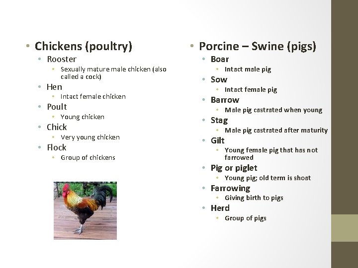  • Chickens (poultry) • Rooster • Sexually mature male chicken (also called a