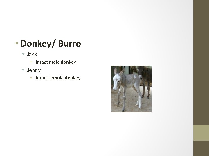  • Donkey/ Burro • Jack • Intact male donkey • Jenny • Intact