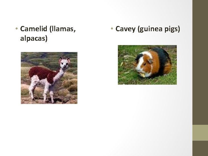  • Camelid (llamas, alpacas) • Cavey (guinea pigs) 