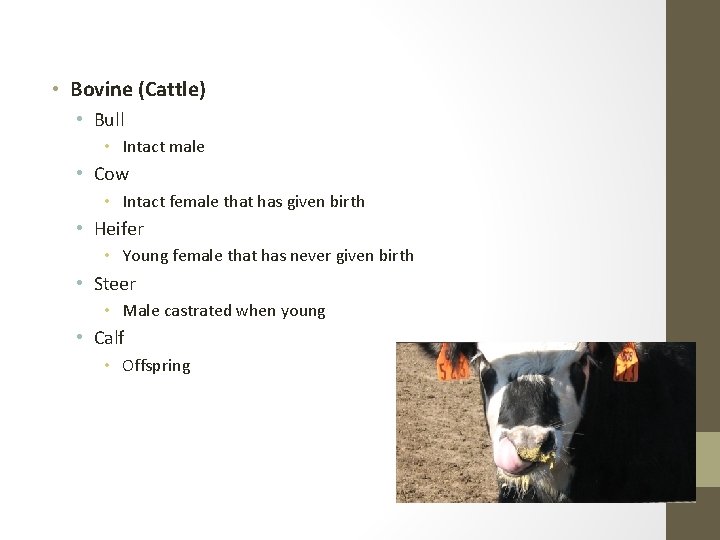 • Bovine (Cattle) • Bull • Intact male • Cow • Intact female