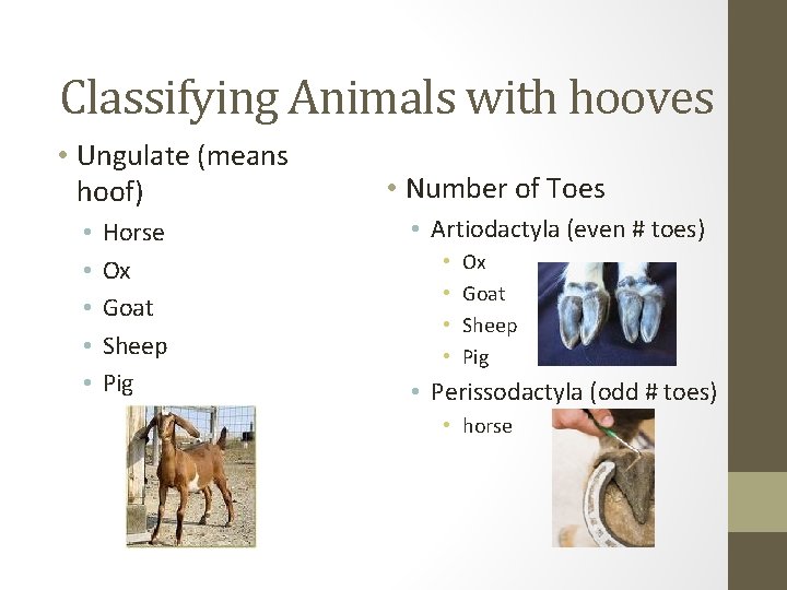 Classifying Animals with hooves • Ungulate (means hoof) • • • Horse Ox Goat