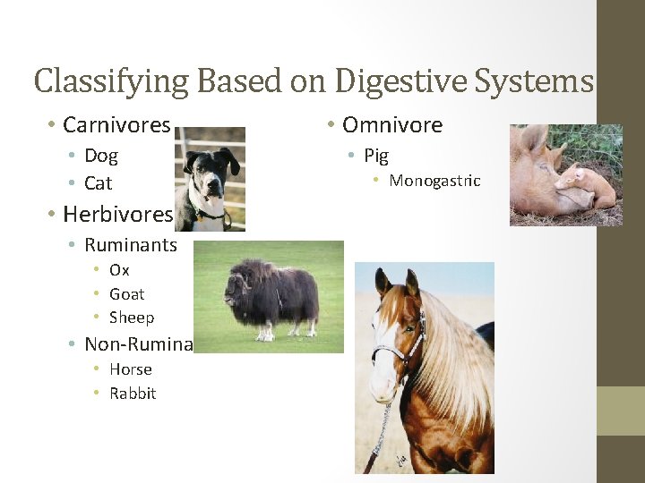 Classifying Based on Digestive Systems • Carnivores • Dog • Cat • Herbivores •