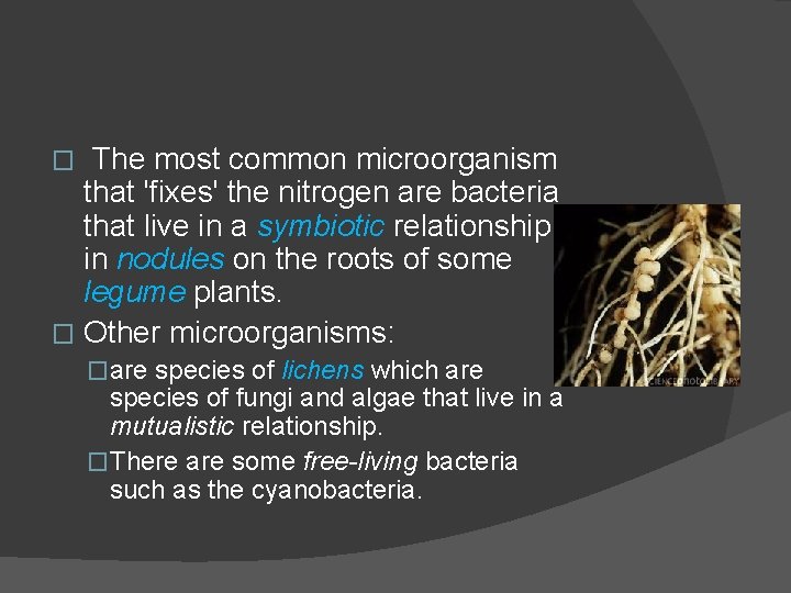 The most common microorganism that 'fixes' the nitrogen are bacteria that live in a