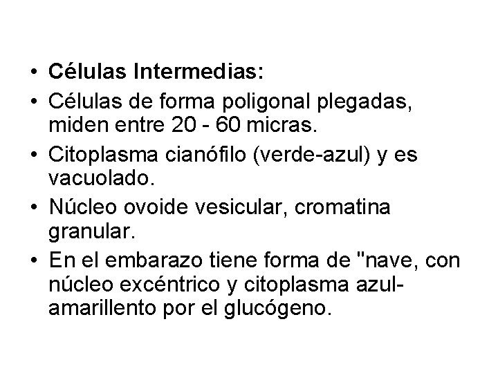  • Células Intermedias: • Células de forma poligonal plegadas, miden entre 20 -