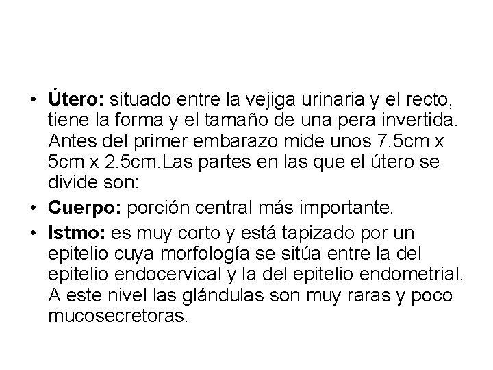  • Útero: situado entre la vejiga urinaria y el recto, tiene la forma