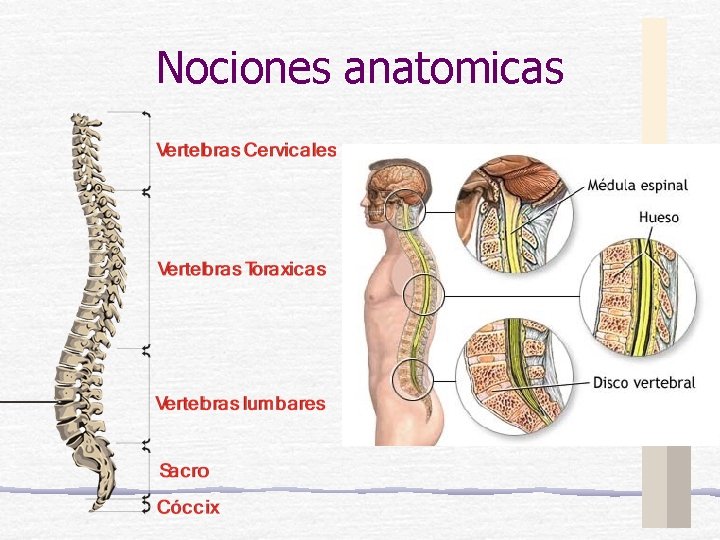 Nociones anatomicas 