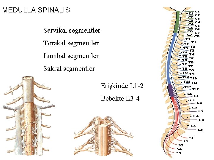 MEDULLA SPINALIS Servikal segmentler Torakal segmentler Lumbal segmentler Sakral segmentler Erişkinde L 1 -2