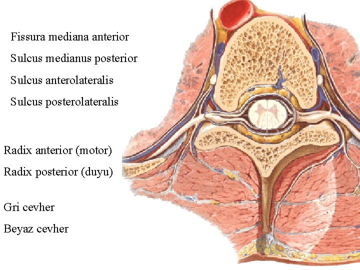 Fissura mediana anterior Sulcus medianus posterior Sulcus anterolateralis Sulcus posterolateralis Radix anterior (motor) Radix