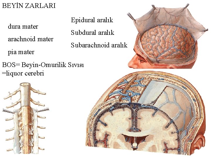 BEYİN ZARLARI dura mater arachnoid mater pia mater Epidural aralık Subarachnoid aralık BOS= Beyin-Omurilik