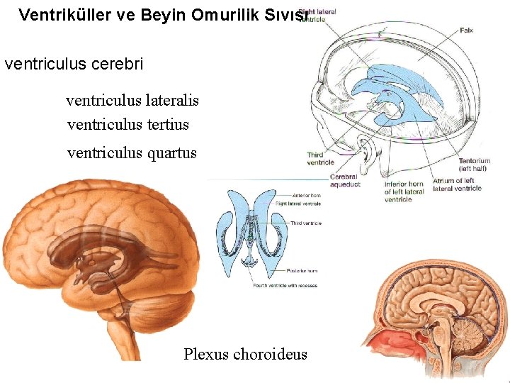Ventriküller ve Beyin Omurilik Sıvısı ventriculus cerebri ventriculus lateralis ventriculus tertius ventriculus quartus Plexus