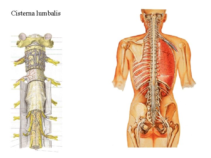 Cisterna lumbalis 