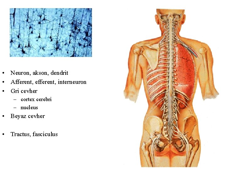  • Neuron, akson, dendrit • Afferent, efferent, interneuron • Gri cevher – cortex