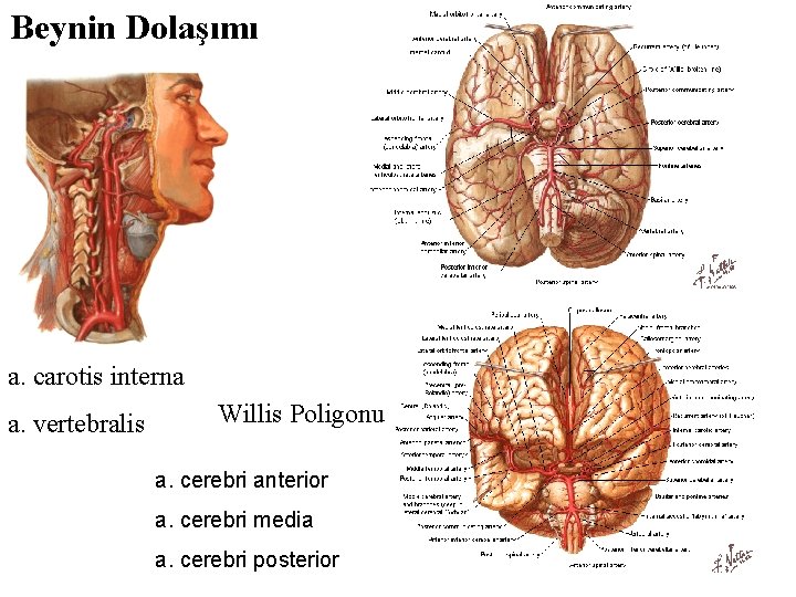 Beynin Dolaşımı a. carotis interna a. vertebralis Willis Poligonu a. cerebri anterior a. cerebri