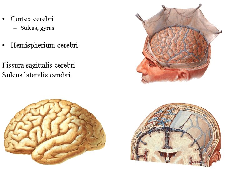  • Cortex cerebri – Sulcus, gyrus • Hemispherium cerebri Fissura sagittalis cerebri Sulcus