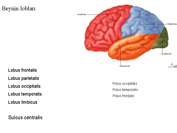 Beynin lobları Lobus frontalis Lobus parietalis Lobus occipitalis Lobus temporalis Lobus limbicus Sulcus centralis