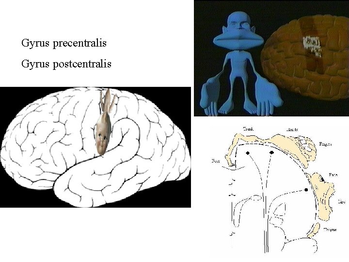 Gyrus precentralis Gyrus postcentralis 