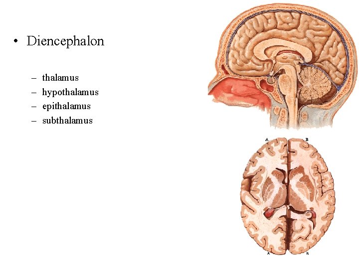  • Diencephalon – – thalamus hypothalamus epithalamus subthalamus 