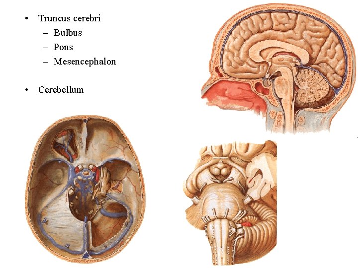  • Truncus cerebri – Bulbus – Pons – Mesencephalon • Cerebellum 