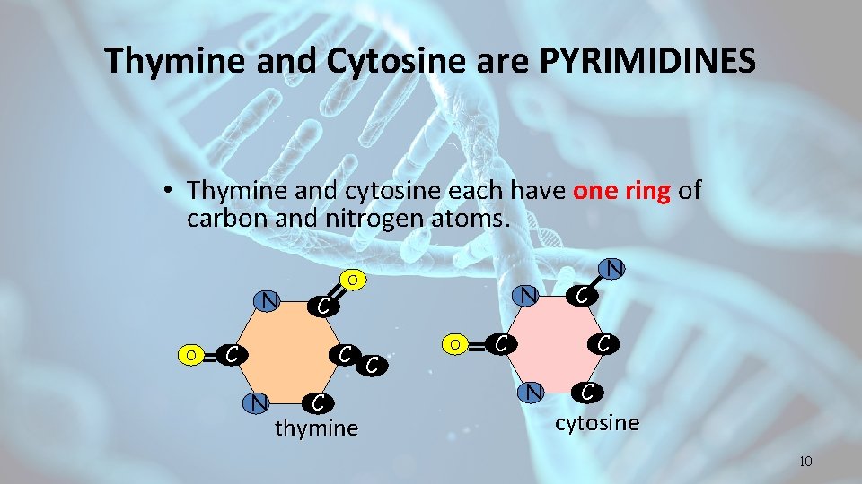 Thymine and Cytosine are PYRIMIDINES • Thymine and cytosine each have one ring of