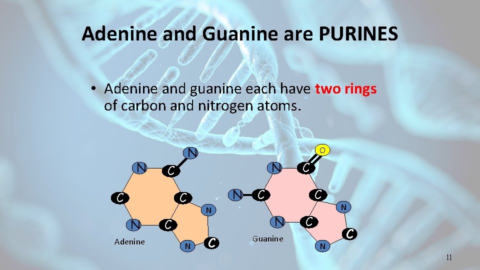 Adenine and Guanine are PURINES • Adenine and guanine each have two rings of