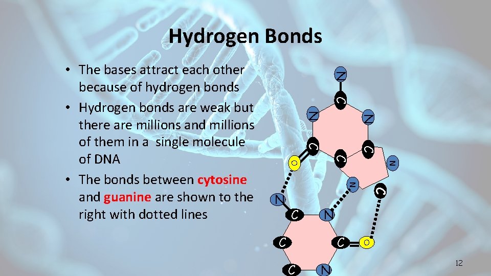 Hydrogen Bonds N C N N C C N C O N C C