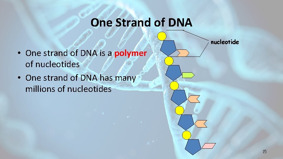 One Strand of DNA nucleotide • One strand of DNA is a polymer of