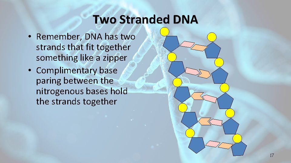 Two Stranded DNA • Remember, DNA has two strands that fit together something like