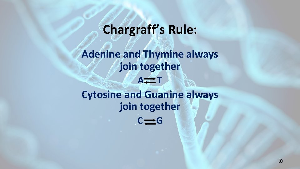 Chargraff’s Rule: Adenine and Thymine always join together A T Cytosine and Guanine always