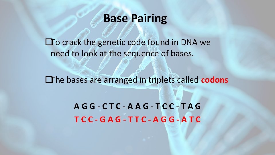 Base Pairing �To crack the genetic code found in DNA we need to look