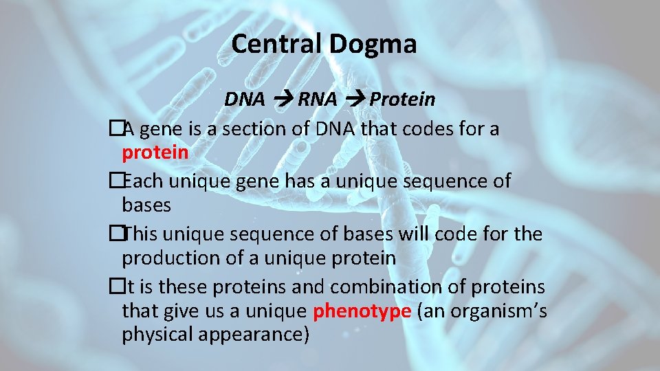 Central Dogma DNA RNA Protein �A gene is a section of DNA that codes