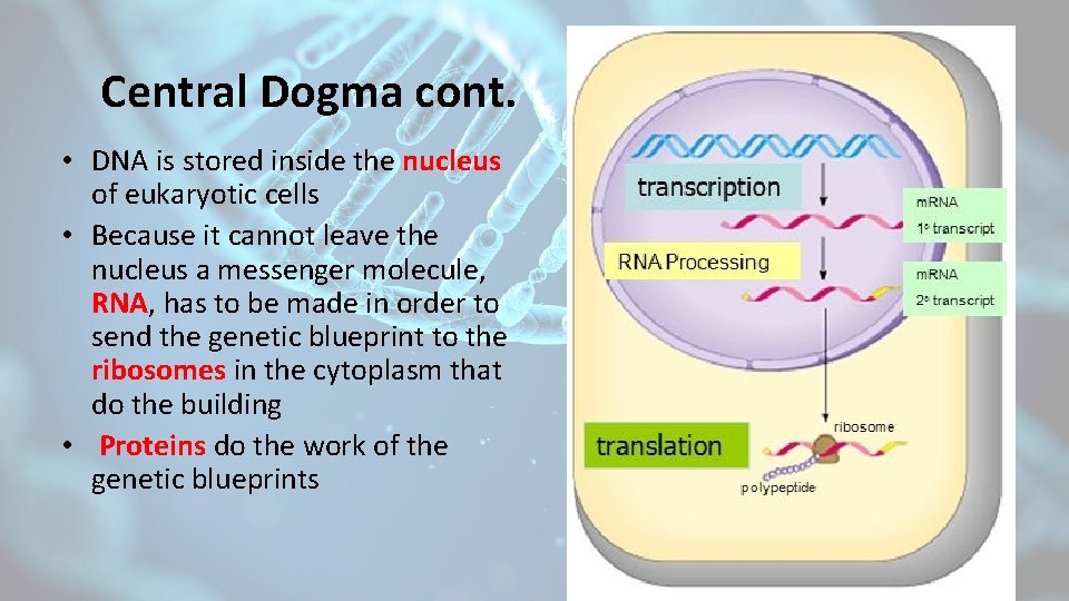 Central Dogma cont. • DNA is stored inside the nucleus of eukaryotic cells •