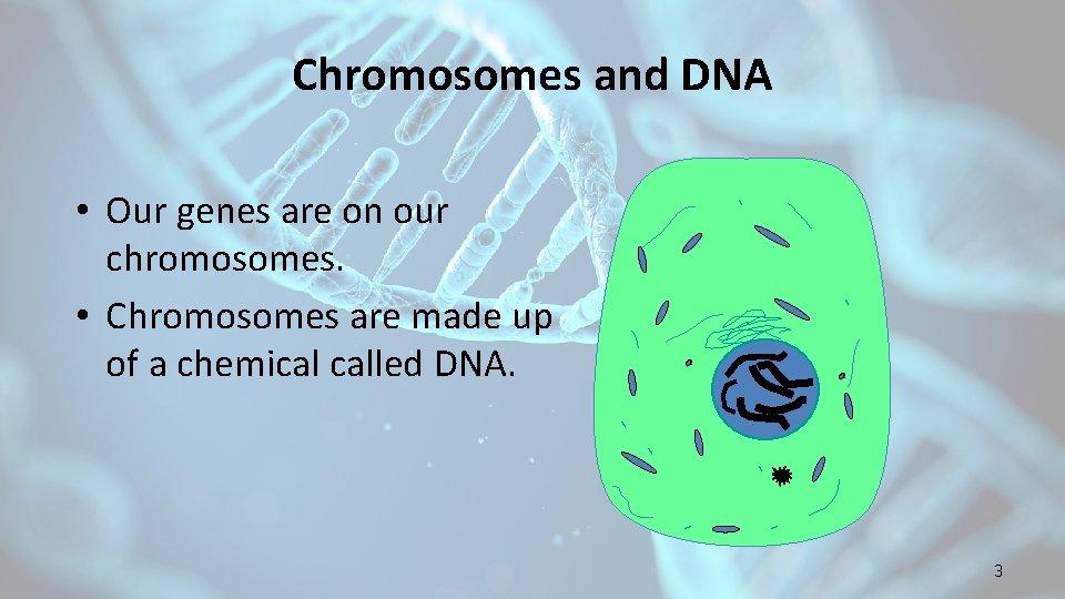 Chromosomes and DNA • Our genes are on our chromosomes. • Chromosomes are made