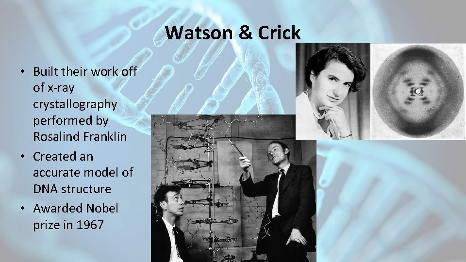 Watson & Crick • Built their work off of x-ray crystallography performed by Rosalind