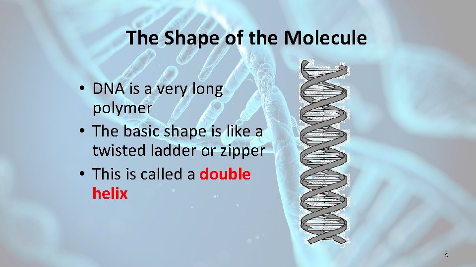 The Shape of the Molecule • DNA is a very long polymer • The