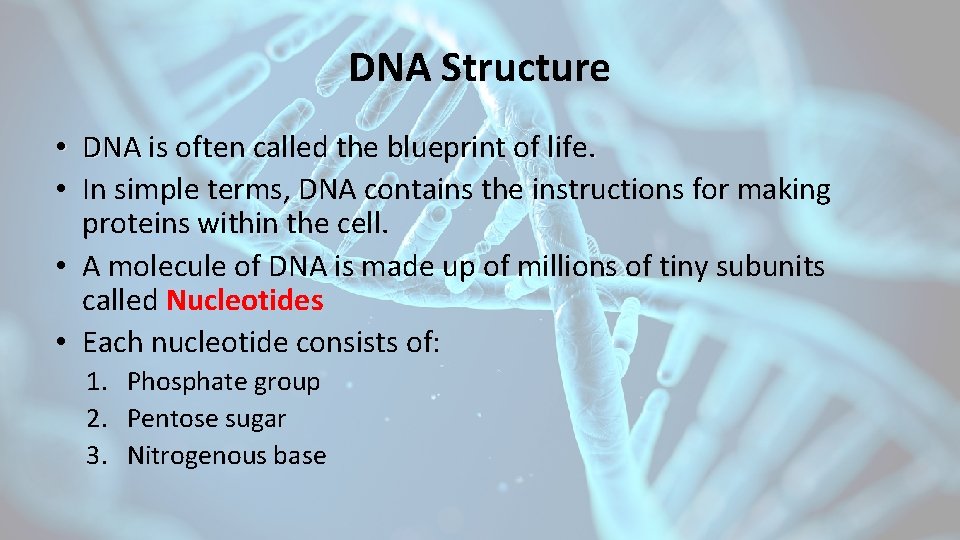 DNA Structure • DNA is often called the blueprint of life. • In simple