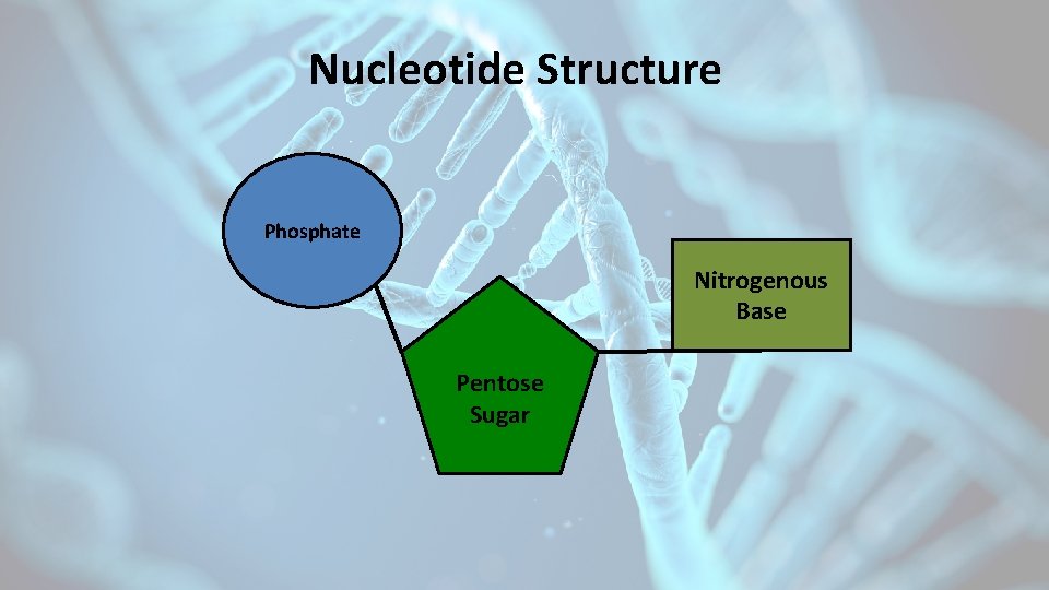 Nucleotide Structure Phosphate Nitrogenous Base Pentose Sugar 