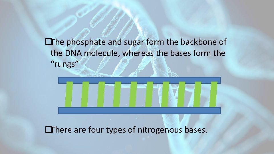 �The phosphate and sugar form the backbone of the DNA molecule, whereas the bases