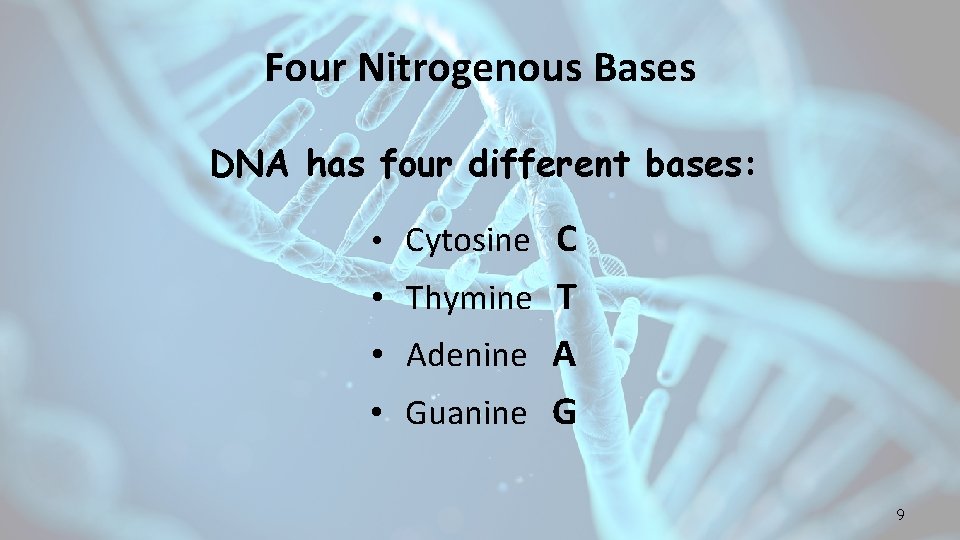 Four Nitrogenous Bases DNA has four different bases: C • Thymine T • Adenine