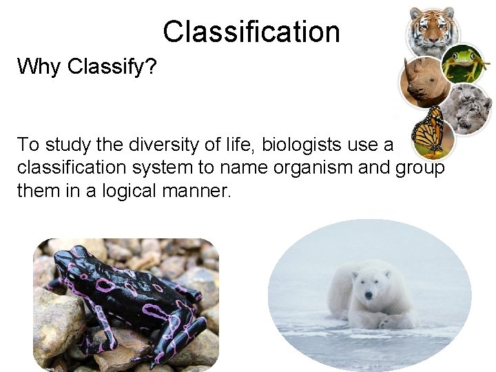 Classification Why Classify? To study the diversity of life, biologists use a classification system