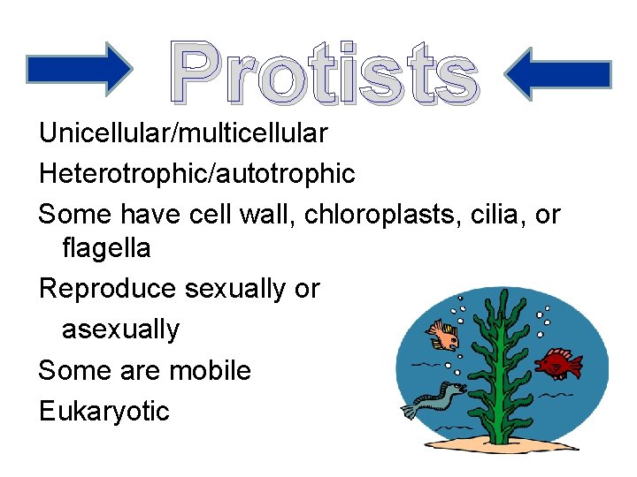 Protists Unicellular/multicellular Heterotrophic/autotrophic Some have cell wall, chloroplasts, cilia, or flagella Reproduce sexually or