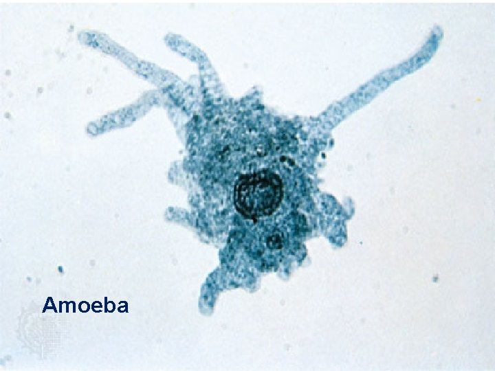 Amoeba 