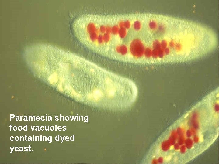 Paramecia showing food vacuoles containing dyed yeast. 