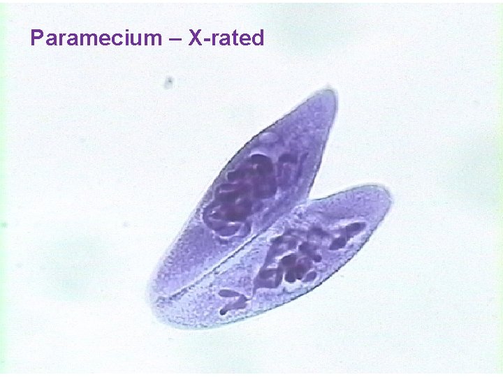 Paramecium – X-rated 