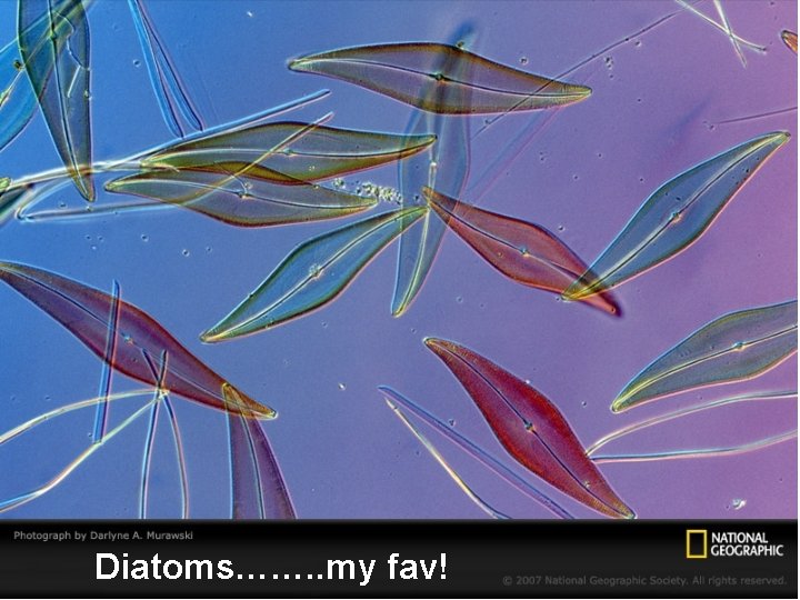 Diatoms……. . my fav! 