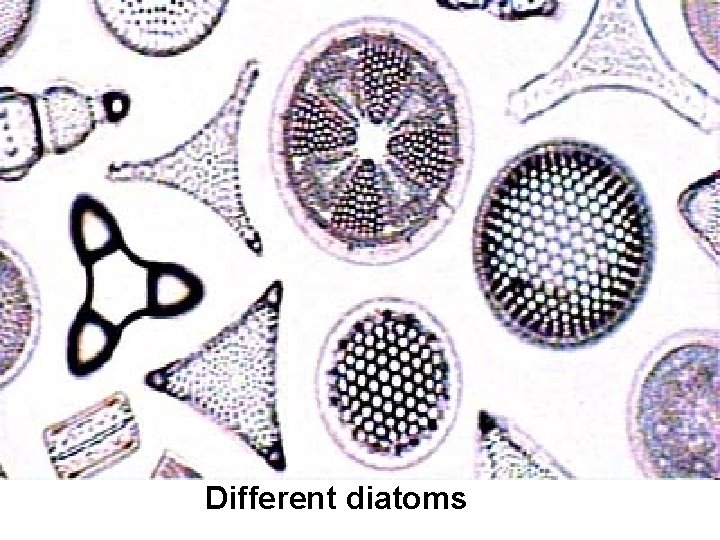 Different diatoms 